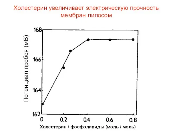 Холестерин увеличивает электрическую прочность мембран липосом Потенциал пробоя (мВ) Холестерин / фосфолипиды (моль / моль)