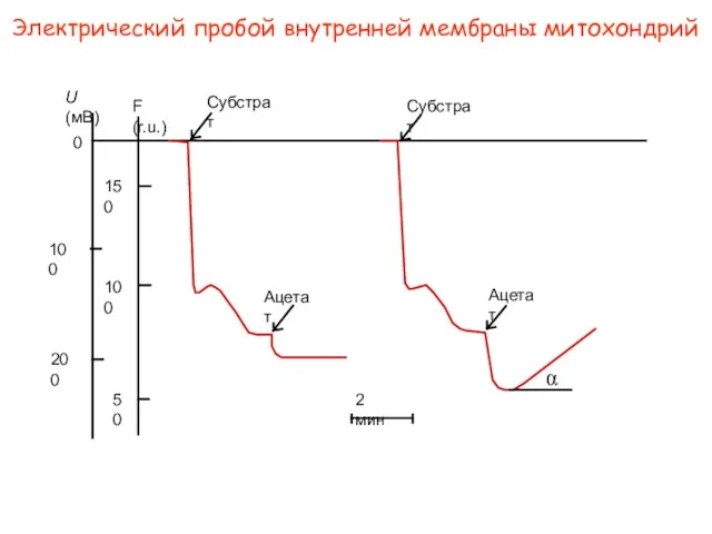 Электрический пробой внутренней мембраны митохондрий