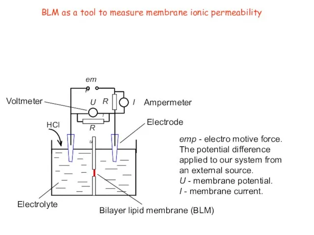 BLM as a tool to measure membrane ionic permeability HCl U I