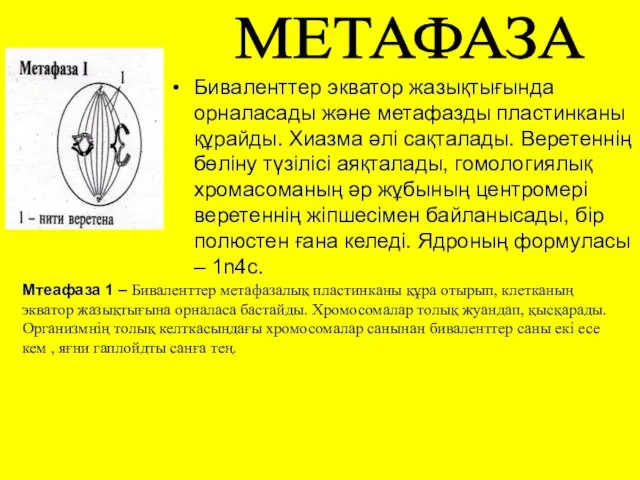 Биваленттер экватор жазықтығында орналасады және метафазды пластинканы құрайды. Хиазма әлі сақталады. Веретеннің