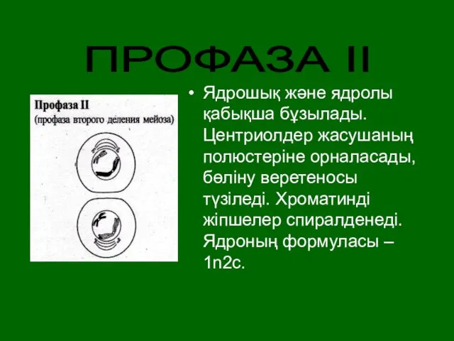 Ядрошық және ядролы қабықша бұзылады. Центриолдер жасушаның полюстеріне орналасады, бөліну веретеносы түзіледі.