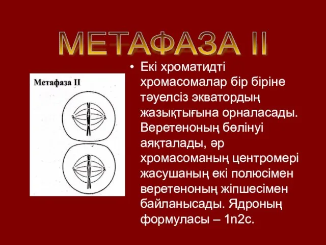 Екі хроматидті хромасомалар бір біріне тәуелсіз экватордың жазықтығына орналасады. Веретеноның бөлінуі аяқталады,