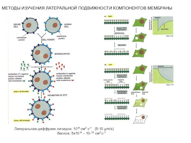 МЕТОДЫ ИЗУЧЕНИЯ ЛАТЕРАЛЬНОЙ ПОДВИЖНОСТИ КОМПОНЕНТОВ МЕМБРАНЫ Латеральная диффузия липидов: 10-8 см2 с-1