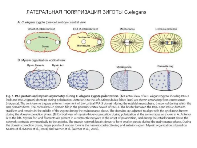 ЛАТЕРАЛЬНАЯ ПОЛЯРИЗАЦИЯ ЗИГОТЫ C.elegans