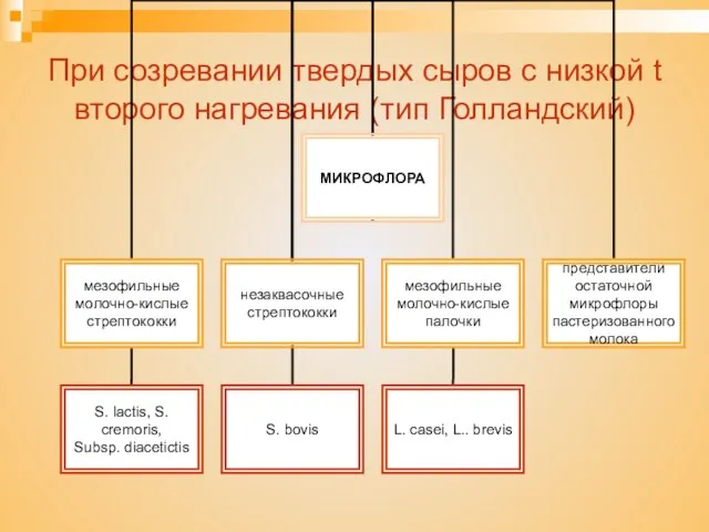 При созревании твердых сыров с низкой t второго нагревания (тип Голландский)