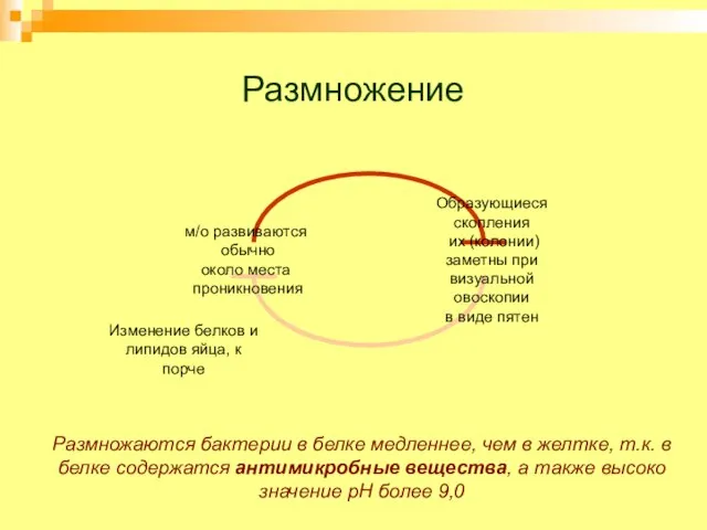 Размножение Изменение белков и липидов яйца, к порче Размножаются бактерии в белке