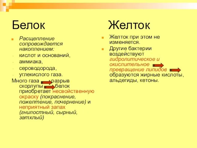 Белок Желток Расщепление сопровождается накоплением: кислот и оснований, аммиака, сероводорода, углекислого газа.