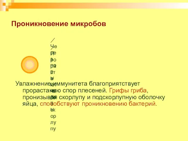 Проникновение микробов Увлажнение иммунитета благоприятствует прорастанию спор плесеней. Грифы гриба, пронизывая скорлупу