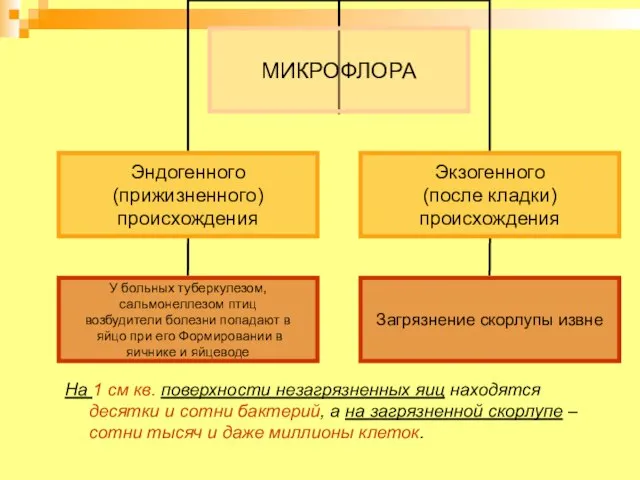 На 1 см кв. поверхности незагрязненных яиц находятся десятки и сотни бактерий,