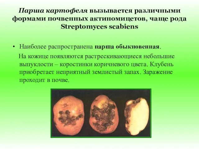 Парша картофеля вызывается различными формами почвенных актиномицетов, чаще рода Streptomyces scabiens Наиболее