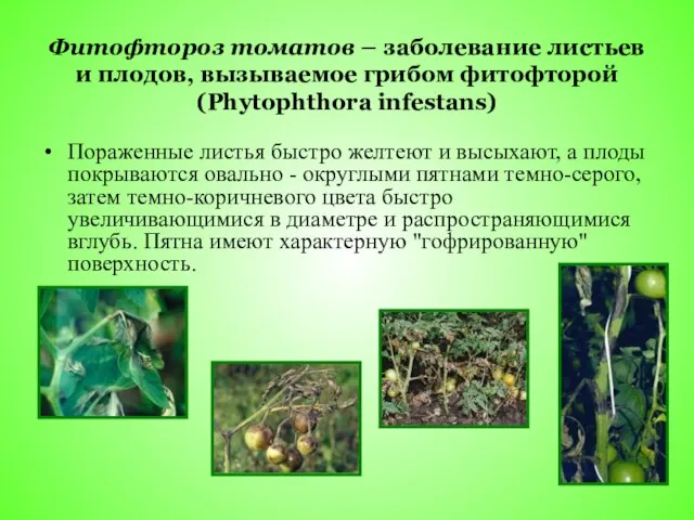 Фитофтороз томатов – заболевание листьев и плодов, вызываемое грибом фитофторой (Phytophthora infestans)