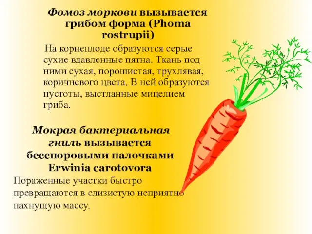 Фомоз моркови вызывается грибом форма (Phoma rostrupii) На корнеплоде образуются серые сухие