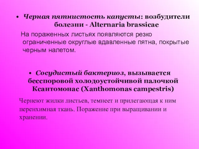 Черная пятнистость капусты: возбудители болезни - Alternaria brassicae На пораженных листьях появляются