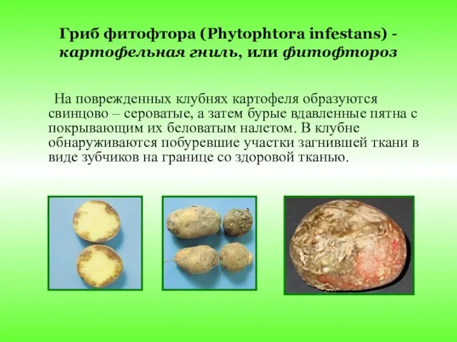 Гриб фитофтора (Phytophtora infestans) -картофельная гниль, или фитофтороз На поврежденных клубнях картофеля