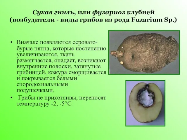 Сухая гниль, или фузариоз клубней (возбудители - виды грибов из рода Fuzarium