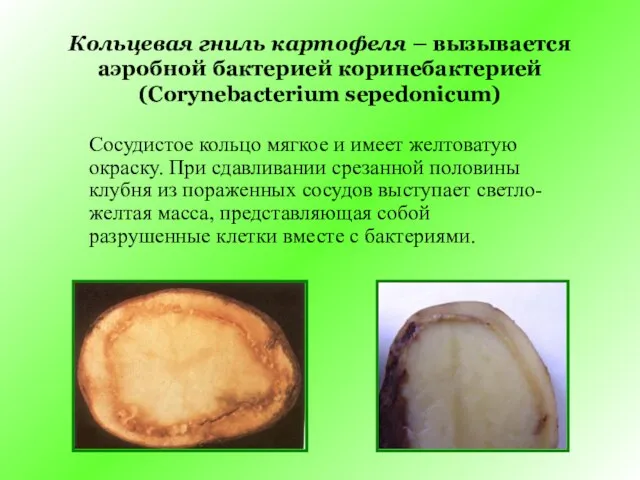 Кольцевая гниль картофеля – вызывается аэробной бактерией коринебактерией (Corynebacterium sepedonicum) Сосудистое кольцо