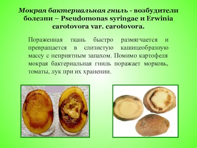 Мокрая бактериальная гниль - возбудители болезни – Pseudomonas syringae и Erwinia carotovora