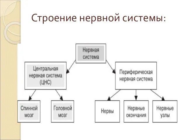 Строение нервной системы: