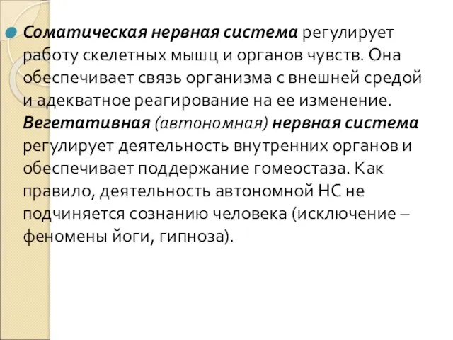 Соматическая нервная система регулирует работу скелетных мышц и органов чувств. Она обеспечивает