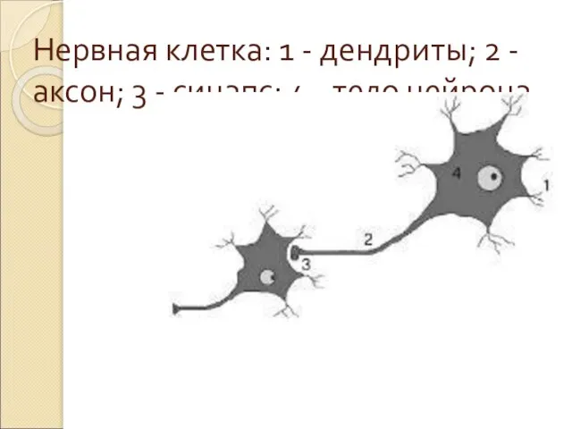 Нервная клетка: 1 - дендриты; 2 - аксон; 3 - синапс; 4 - тело нейрона