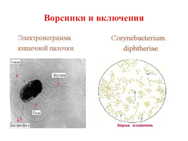 Ворсинки и включения