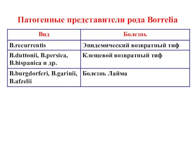 Патогенные представители рода Borrelia