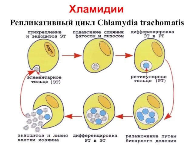 Репликативный цикл Chlamydia trachomatis Хламидии