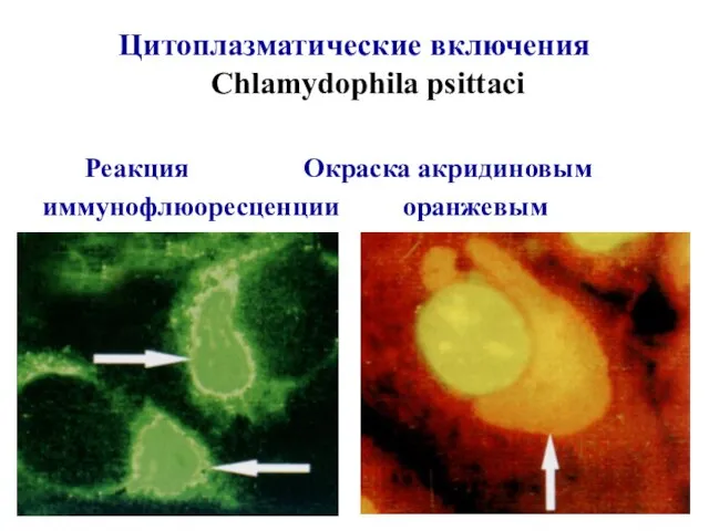 Цитоплазматические включения Chlamydophila psittaci Реакция Окраска акридиновым иммунофлюоресценции оранжевым