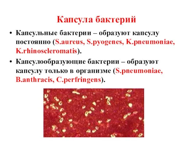 Капсула бактерий Капсульные бактерии – образуют капсулу постоянно (S.aureus, S.pyogenes, K.pneumoniae, K.rhinoscleromatis).