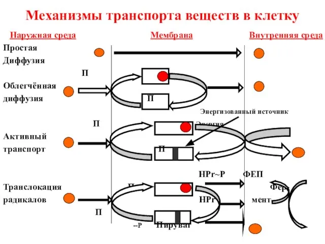 Механизмы транспорта веществ в клетку Наружная среда Мембрана Внутренняя среда Простая Диффузия