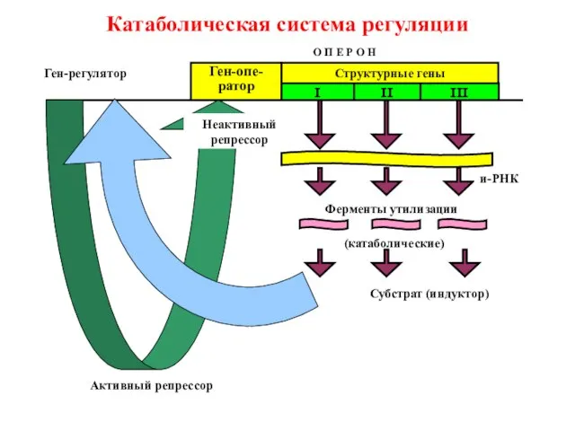 Катаболическая система регуляции Ген-опе-ратор Структурные гены I II III и-РНК Ферменты утилизации