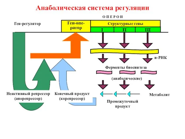 Анаболическая система регуляции Ген-опе-ратор Структурные гены I II III и-РНК Ферменты биосинтеза