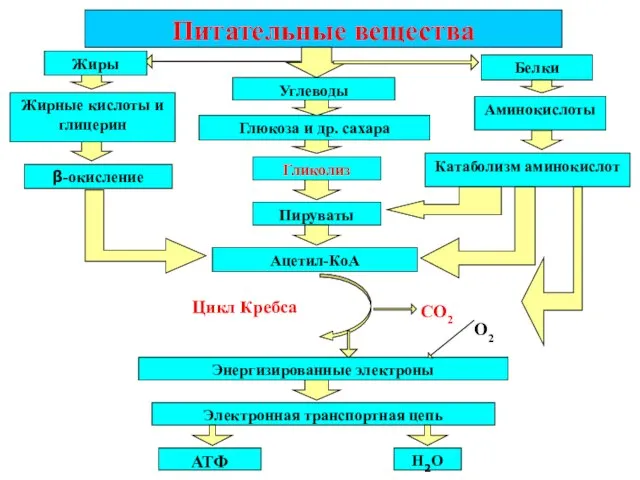 Питательные вещества Жиры Белки Углеводы Глюкоза и др. сахара Гликолиз Пируваты Ацетил-КоА