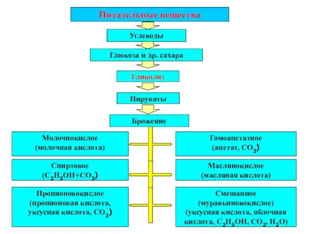 Питательные вещества Углеводы Глюкоза и др. сахара Гликолиз Пируваты Брожение Молочнокислое (молочная