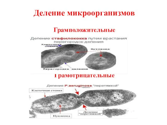 Деление микроорганизмов Грамположительные Грамотрицательные