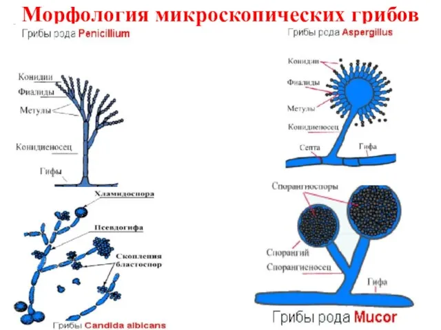 Морфология микроскопических грибов