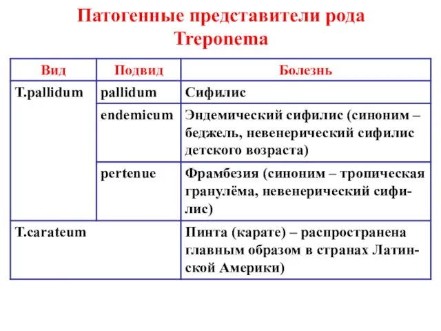 Патогенные представители рода Treponema