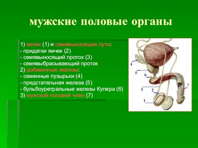 мужские половые органы 1) яички (1) и семявыносящие пути: - придатки яичек