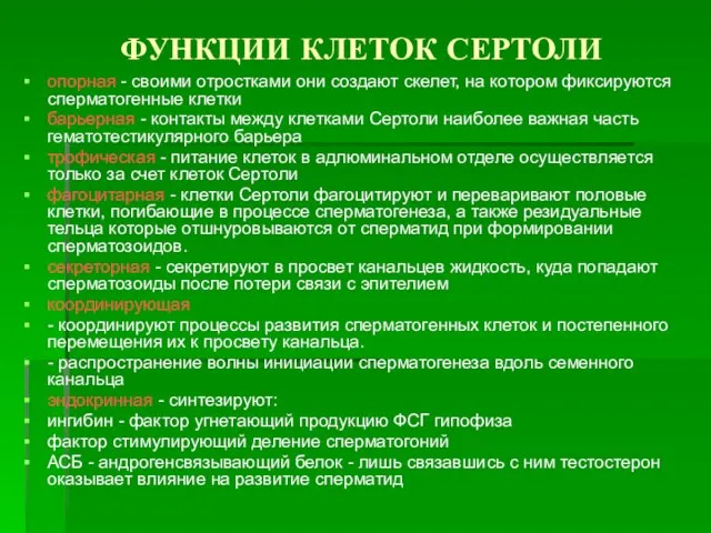 ФУНКЦИИ КЛЕТОК СЕРТОЛИ опорная - своими отростками они создают скелет, на котором