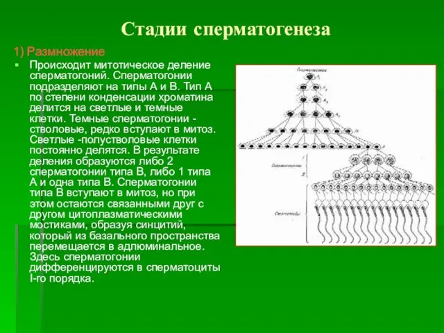 Стадии сперматогенеза 1) Размножение Происходит митотическое деление сперматогоний. Сперматогонии подразделяют на типы