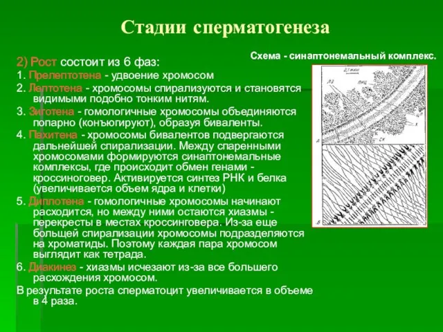 Стадии сперматогенеза 2) Рост состоит из 6 фаз: 1. Прелептотена - удвоение