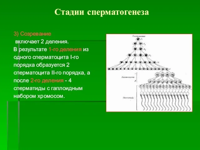 Стадии сперматогенеза 3) Созревание включает 2 деления. В результате 1-го деления из