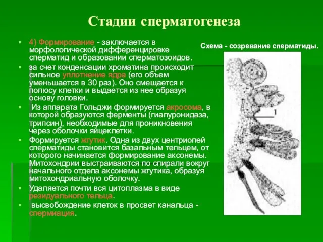 Стадии сперматогенеза 4) Формирование - заключается в морфологической дифференцировке сперматид и образовании