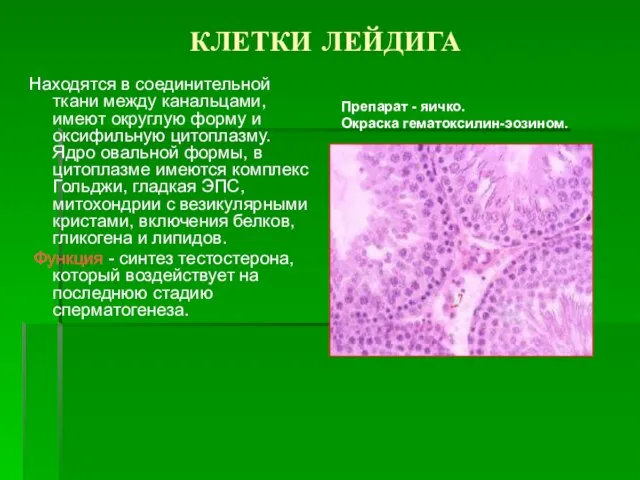 КЛЕТКИ ЛЕЙДИГА Находятся в соединительной ткани между канальцами, имеют округлую форму и