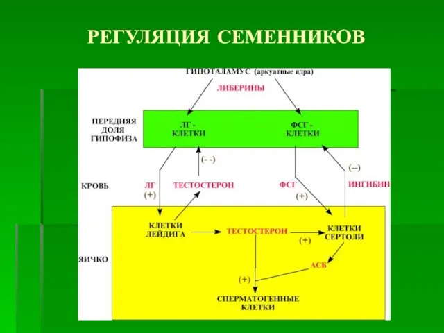 РЕГУЛЯЦИЯ СЕМЕННИКОВ