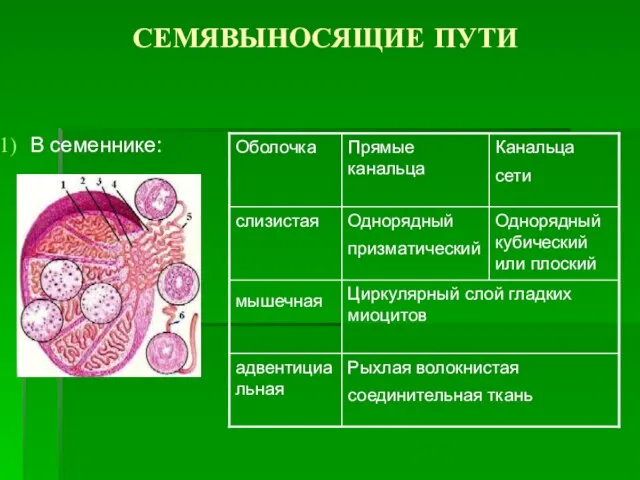 СЕМЯВЫНОСЯЩИЕ ПУТИ В семеннике: