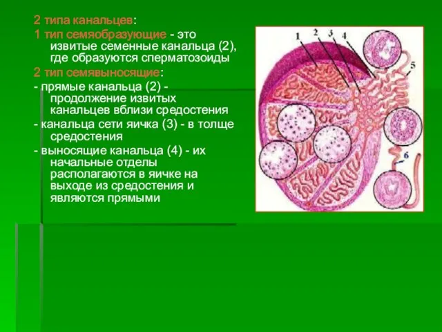 2 типа канальцев: 1 тип семяобразующие - это извитые семенные канальца (2),