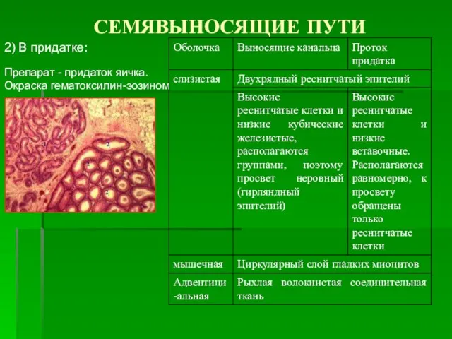 СЕМЯВЫНОСЯЩИЕ ПУТИ 2) В придатке: Препарат - придаток яичка. Окраска гематоксилин-эозином