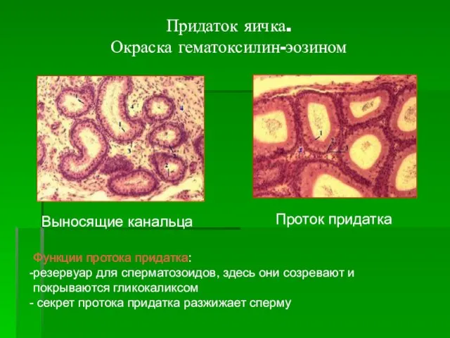 Придаток яичка. Окраска гематоксилин-эозином Выносящие канальца Проток придатка Функции протока придатка: резервуар