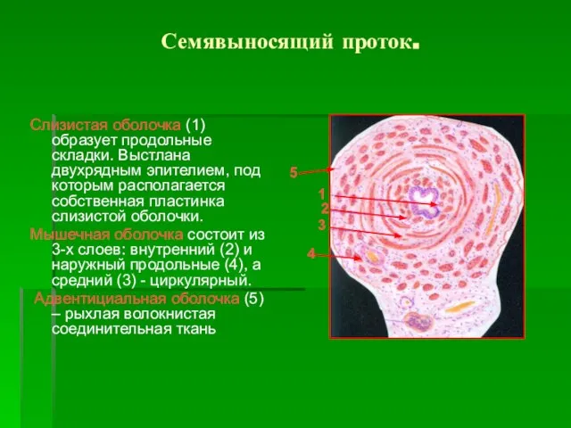 Семявыносящий проток. Слизистая оболочка (1) образует продольные складки. Выстлана двухрядным эпителием, под